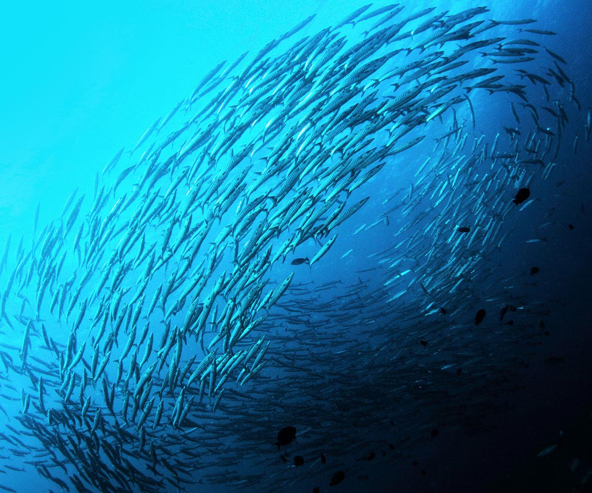 Group of fish circling in the oceon